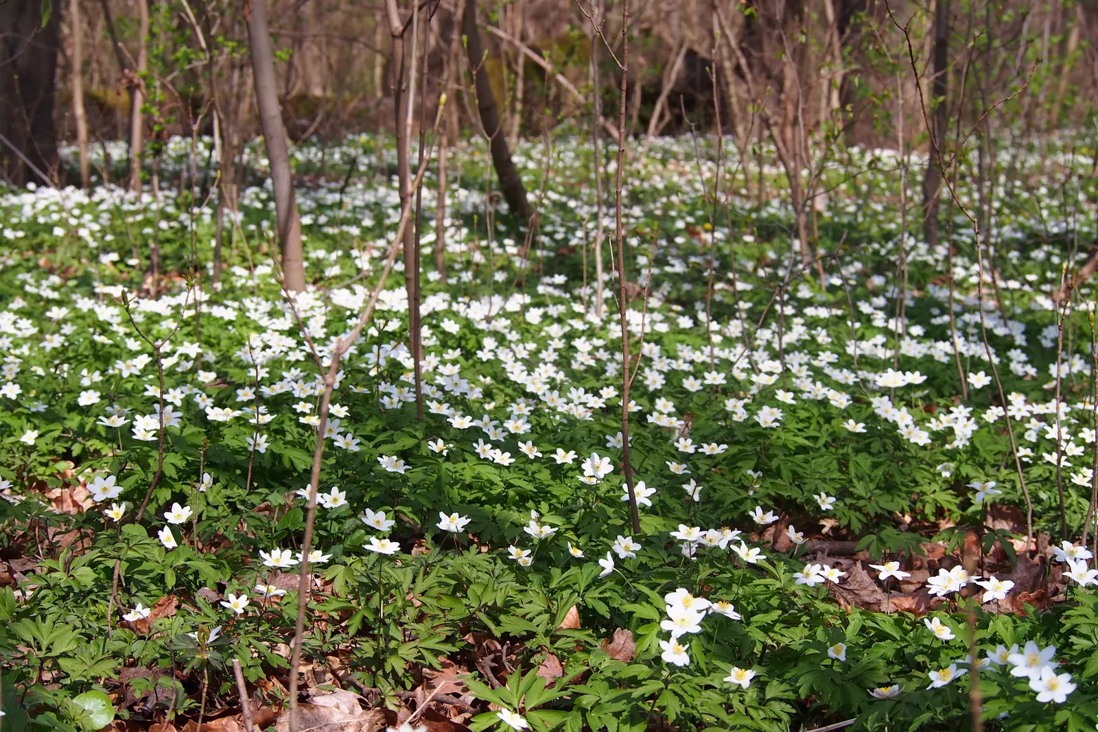 Wood Anemone (Anemone Nemorosa) — In early spring, its delicate white flowers, which may have a slight pink tint, typically span 1 inch across, image 159