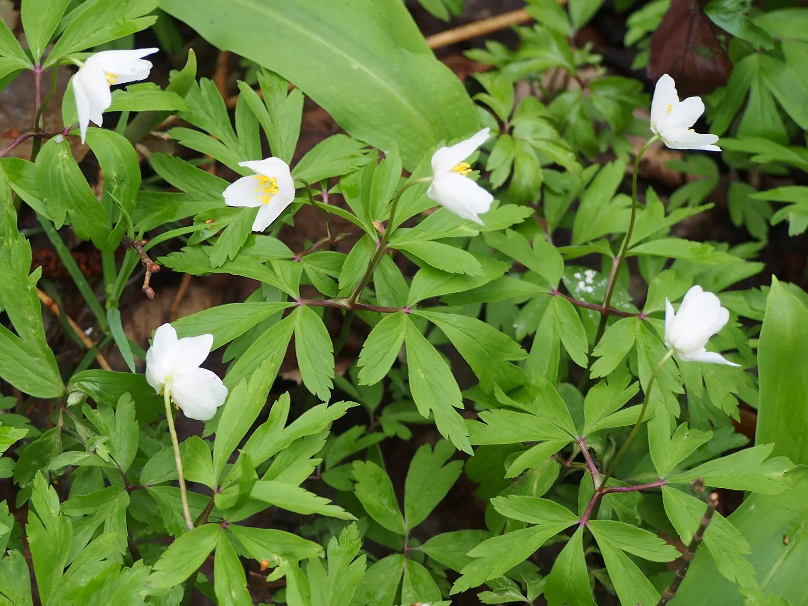 Wood Anemone (Anemone Nemorosa) — consider their ability to naturalize over time