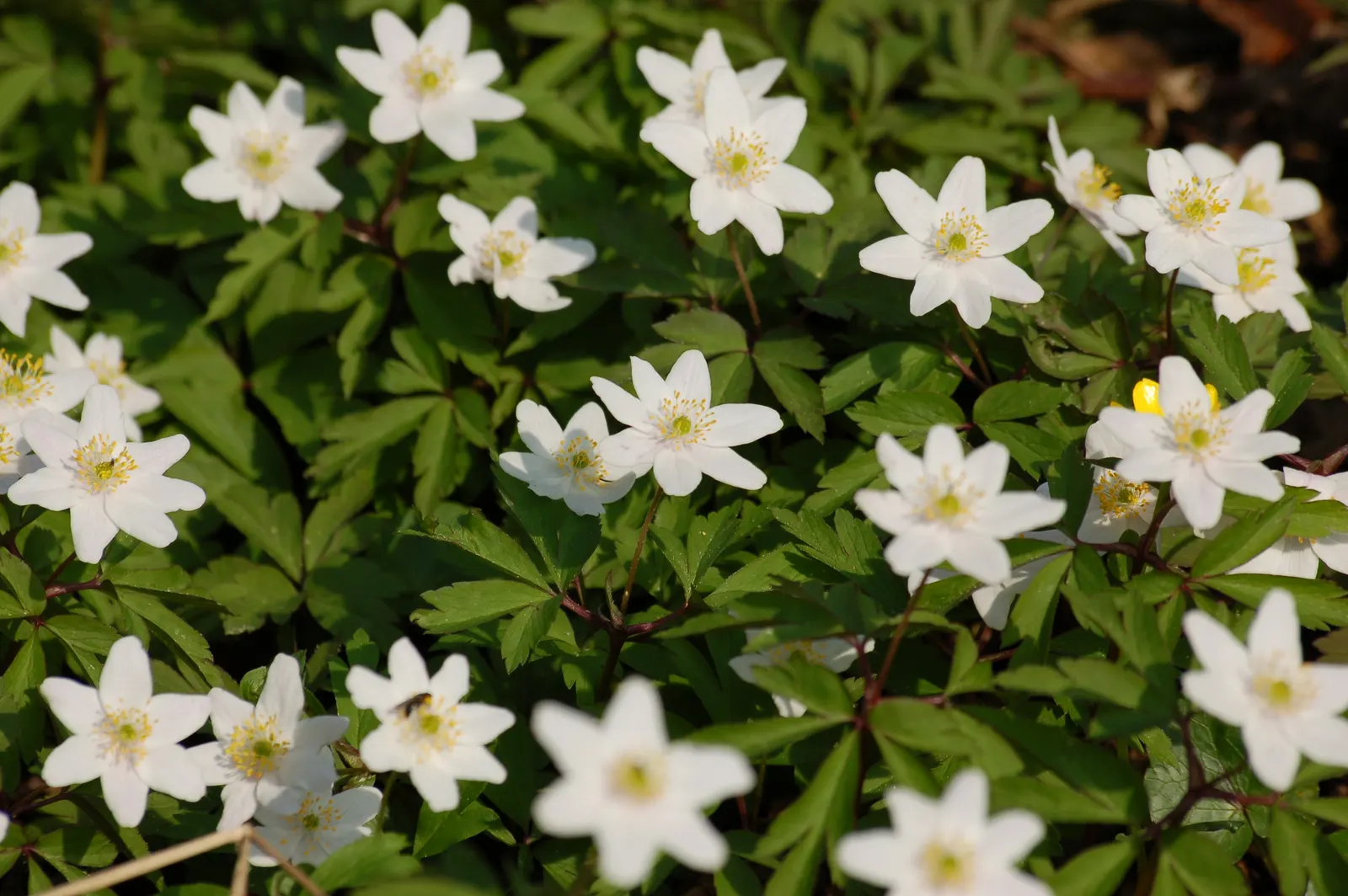Wood Anemone (Anemone Nemorosa) — Part of the Ranunculaceae family; the Wood Anemone, or Anemone nemorosa, thrives in deciduous woodland settings, image 86