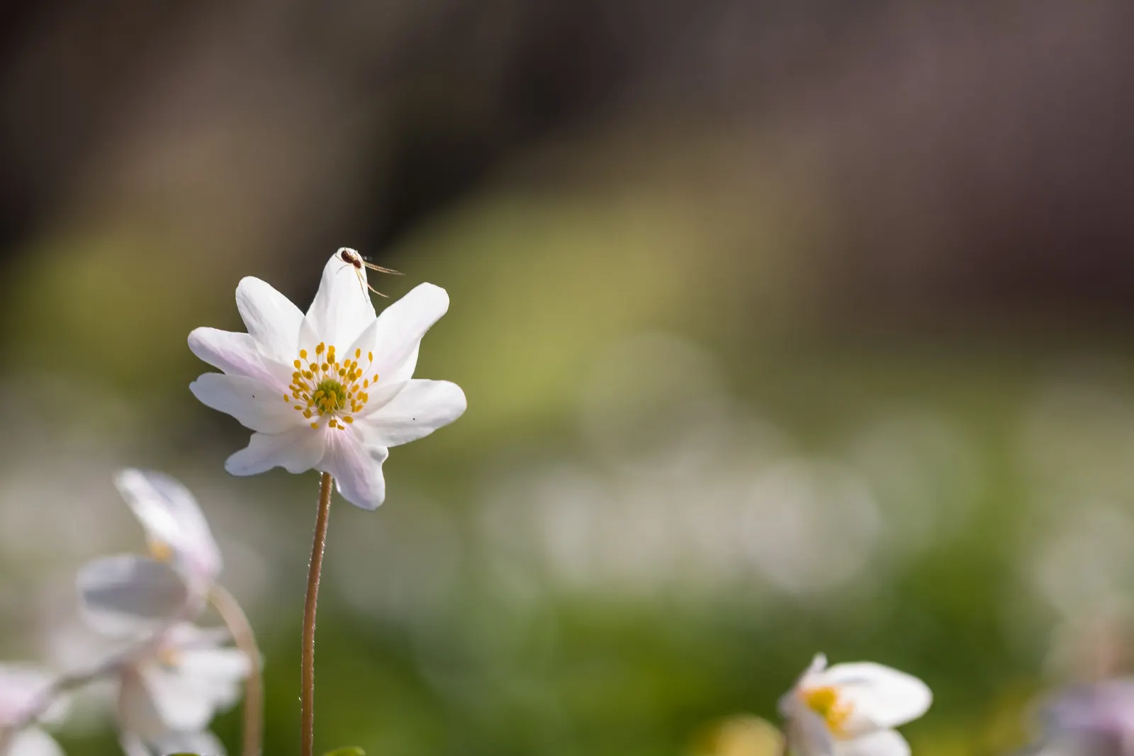 Wood Anemone (Anemone Nemorosa) — humus-rich soil and part to full shade; ground cover / perennial with blue and pink and white blooms, image 134