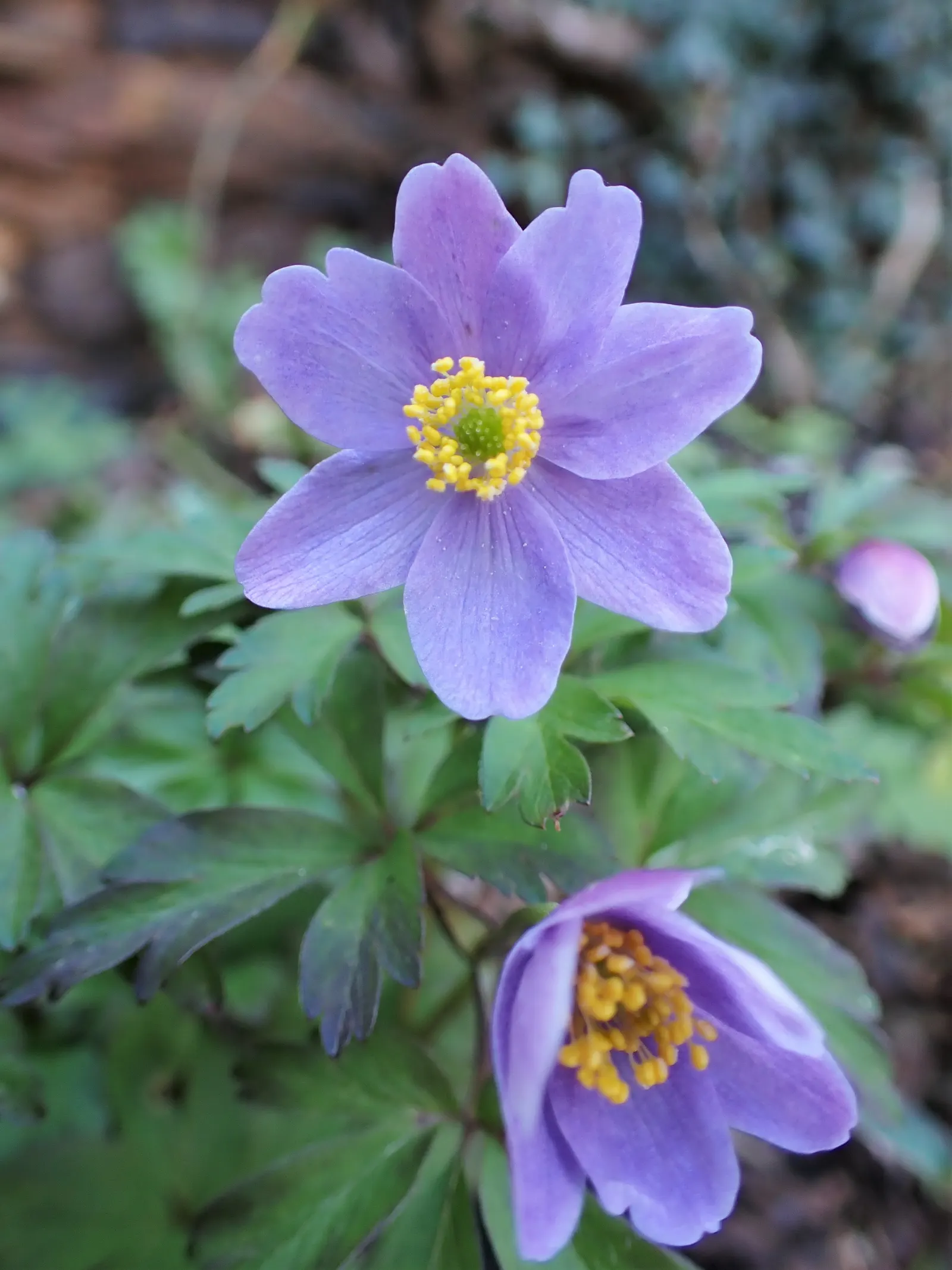 Wood Anemone (Anemone Nemorosa) — Anemone nemorosa requires well-draining; adequate moisture is essential during growth periods, image 92