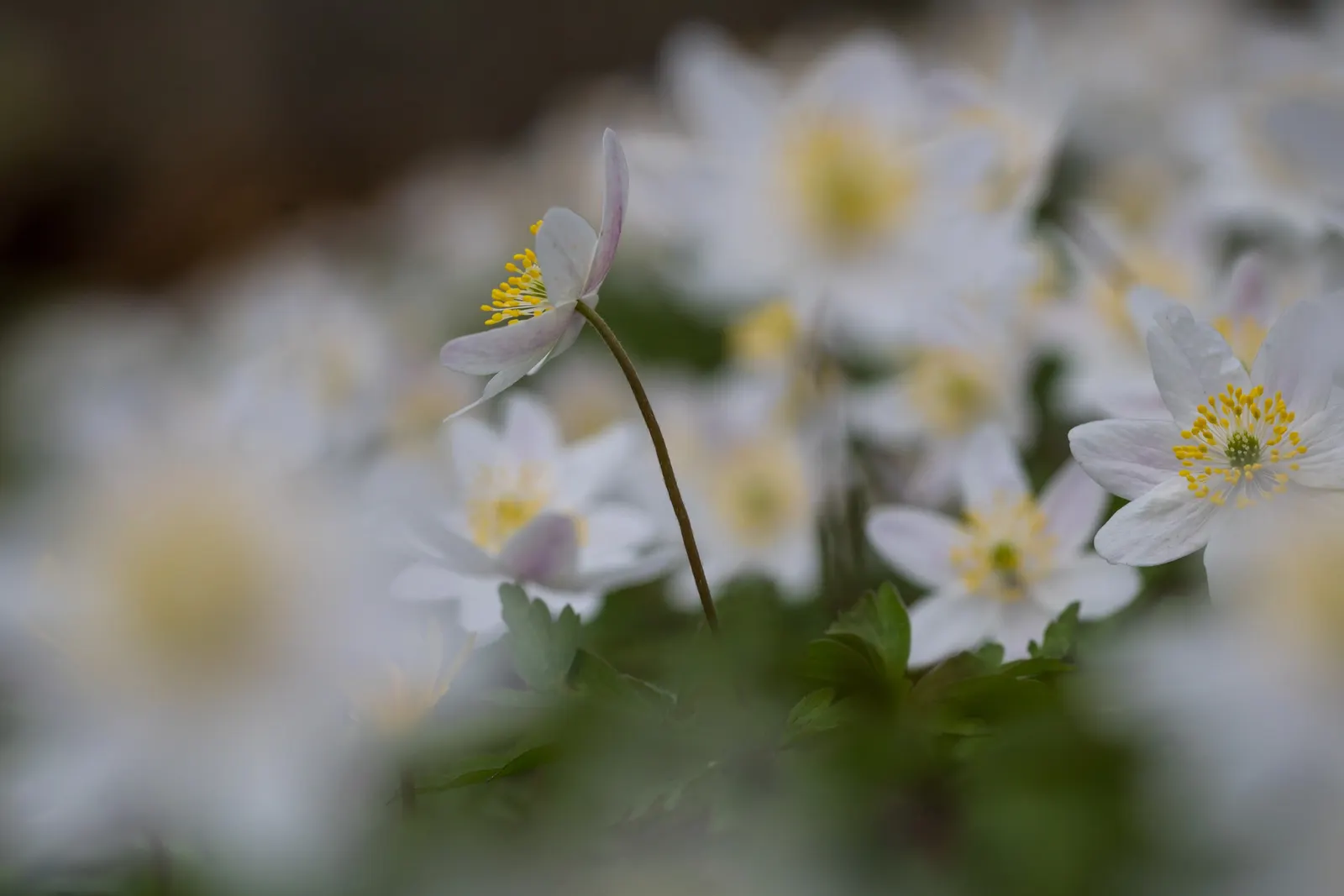 Wood Anemone (Anemone Nemorosa) — In early spring, its delicate white flowers, which may have a slight pink tint, typically span 1 inch across, image 133