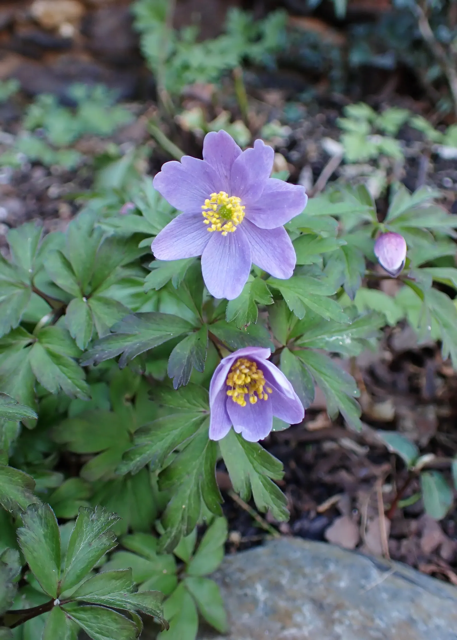 Wood Anemone (Anemone Nemorosa) — is a captivating perennial that brings a delicate beauty to any shade or woodland garden