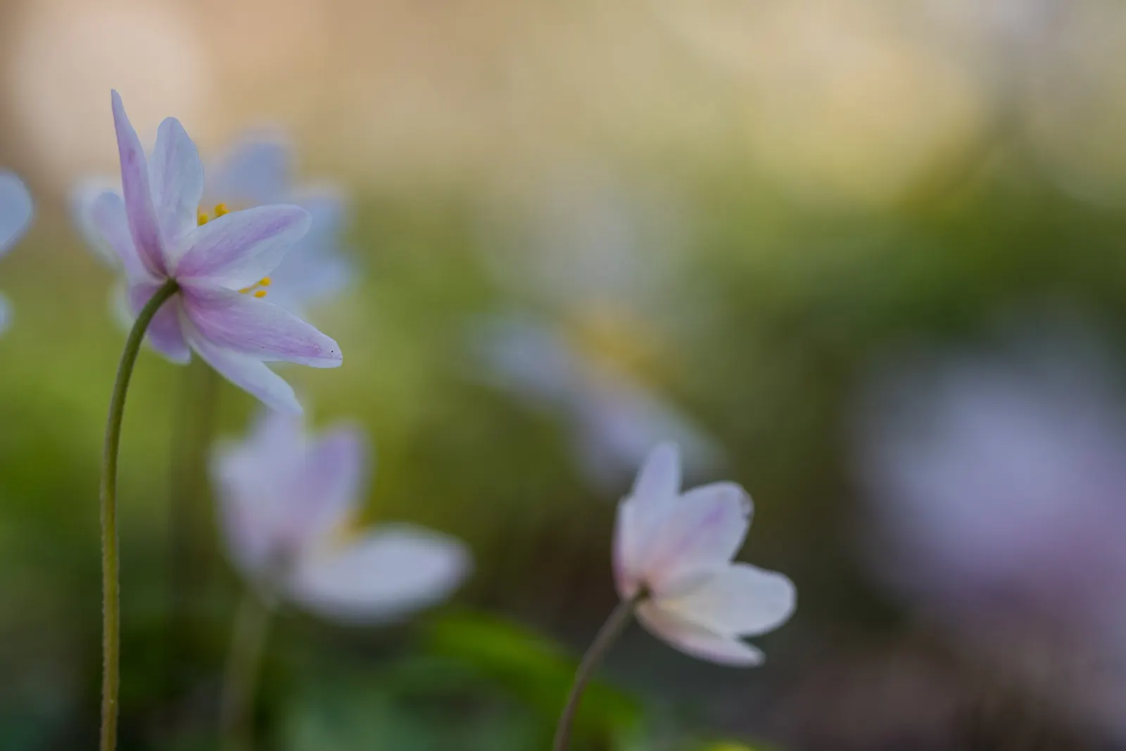 Wood Anemone (Anemone Nemorosa) — The ideal pH range for this plant is slightly acidic to neutral; making it ideal for naturalizing in shaded, image 172