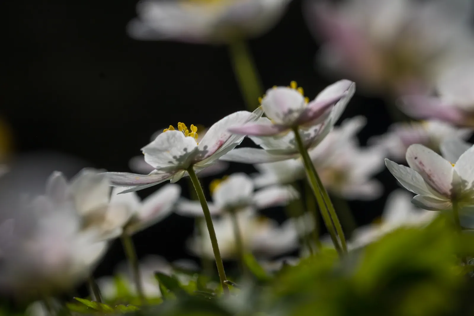 Wood Anemone (Anemone Nemorosa) — Adequate moisture is essential during growth periods; often with a hint of blue or pink on the reverse