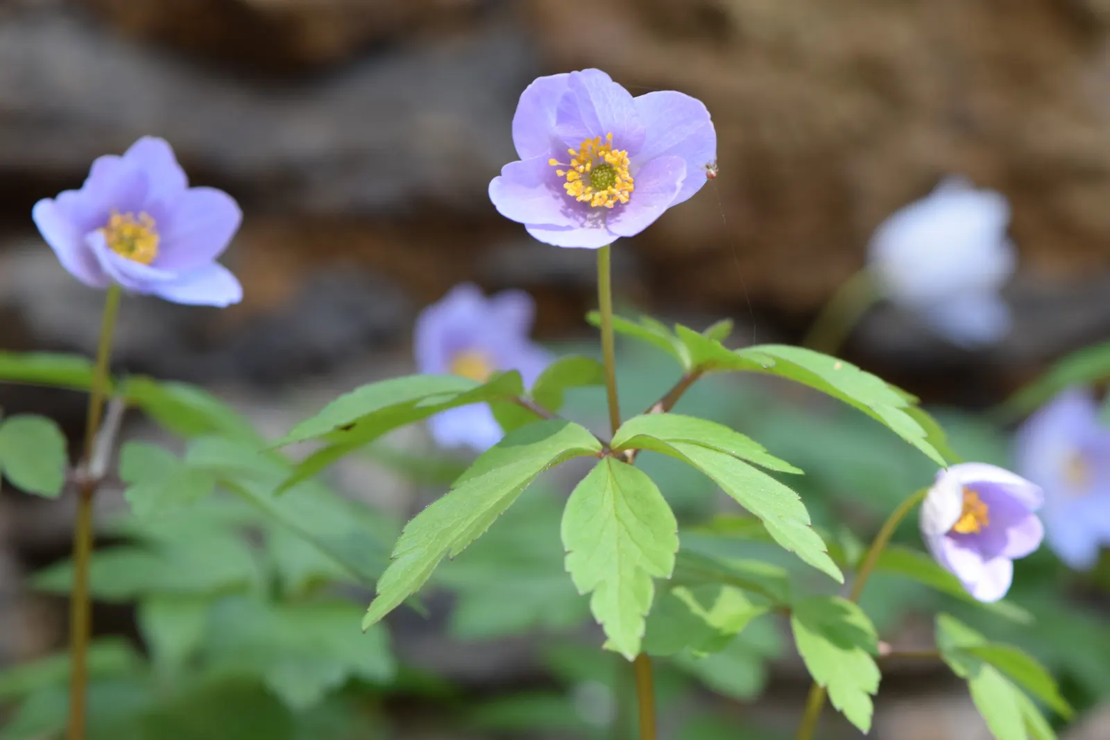 Wood Anemone (Anemone Nemorosa) — The Wood Anemone, or Anemone nemorosa, thrives in deciduous woodland settings; humus-rich soil and part to full shade