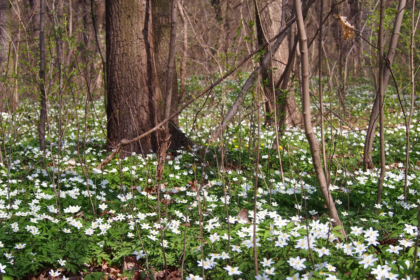 Wood Anemone (Anemone Nemorosa) — ground cover / perennial for full or half or shade; thus planning companion plantings that will sustain visual, image 130