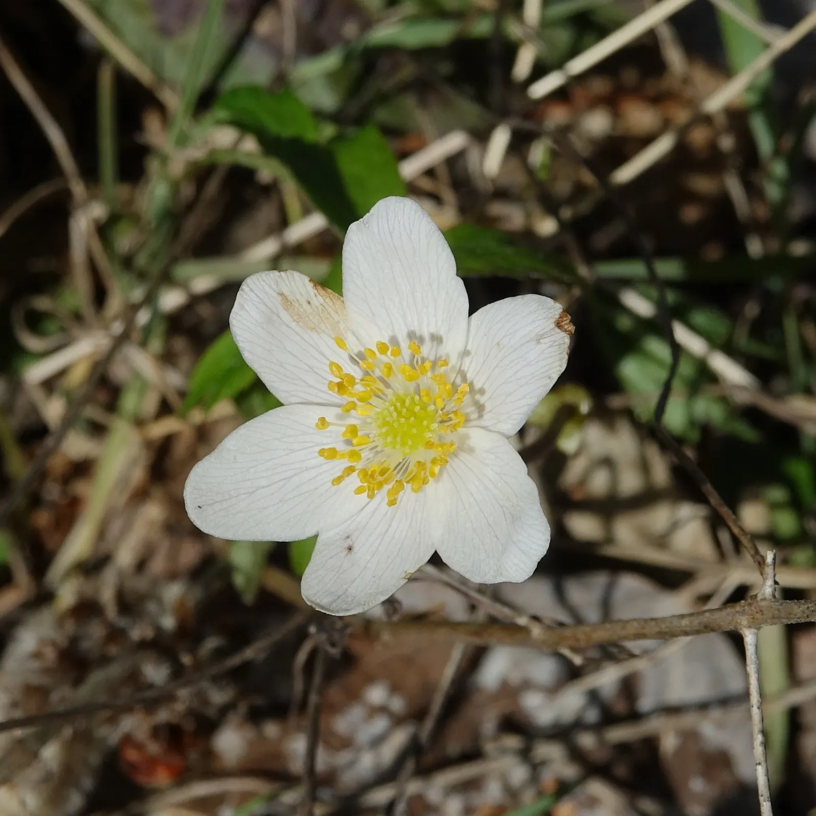 Wood Anemone (Anemone Nemorosa) — expect a flush of starry blooms; humus-rich soil that emulates the leaf-litter found in its natural forest floor, image 140