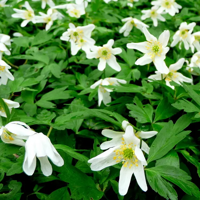Wood Anemone (Anemone Nemorosa) — humus-rich soil that emulates the leaf-litter found in its natural forest floor habitat; blue and pink and white flowers in