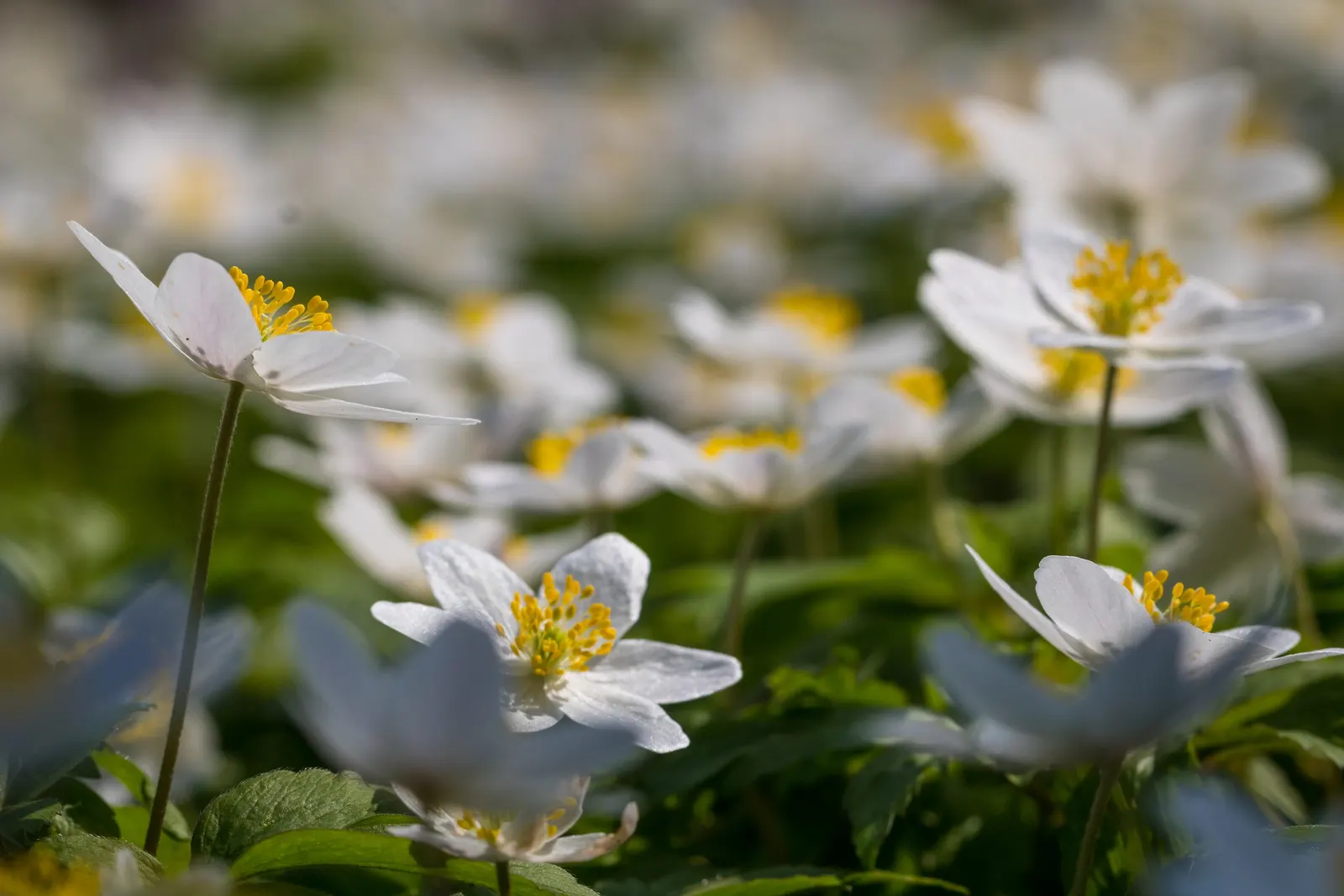 Wood Anemone (Anemone Nemorosa) — The plant exhibits deeply lobed leaves that create a lush, green carpet; part of the Ranunculaceae family