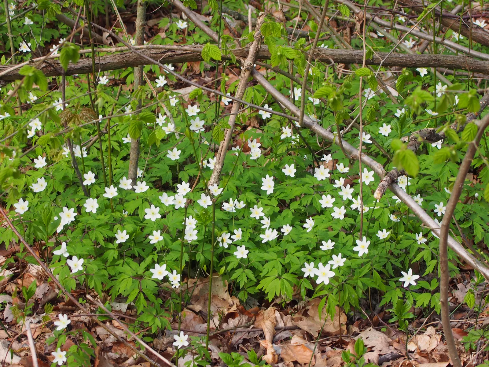 Wood Anemone (Anemone Nemorosa) — Part of the Ranunculaceae family; the Wood Anemone, or Anemone nemorosa, thrives in deciduous woodland settings, image 164