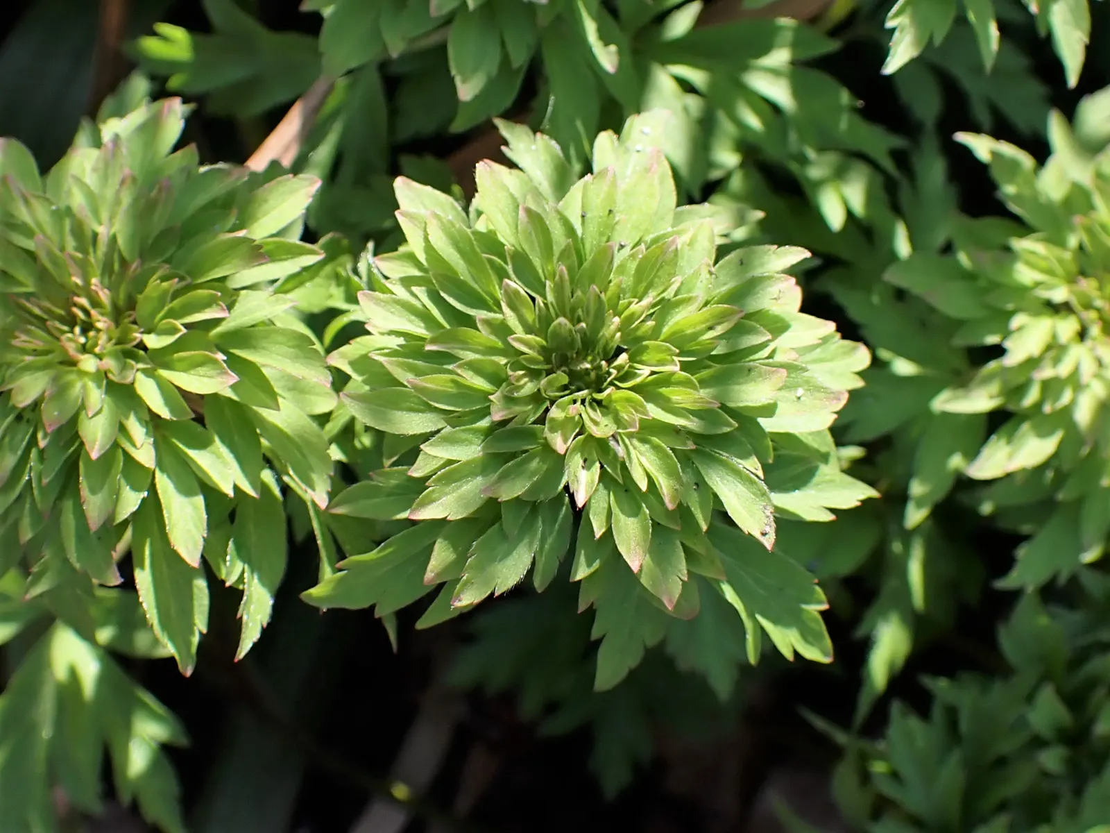 Wood Anemone (Anemone Nemorosa) — surrounding a central cluster of yellow stamens.<br><br>Preferring dappled sunlight; expect a flush of starry blooms