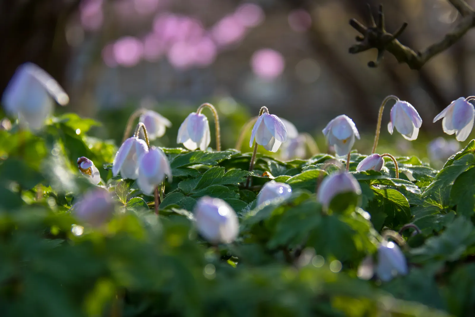 Wood Anemone (Anemone Nemorosa) — humus-rich soil that emulates the leaf-litter found in its natural forest floor habitat; blue and pink and white, image 119