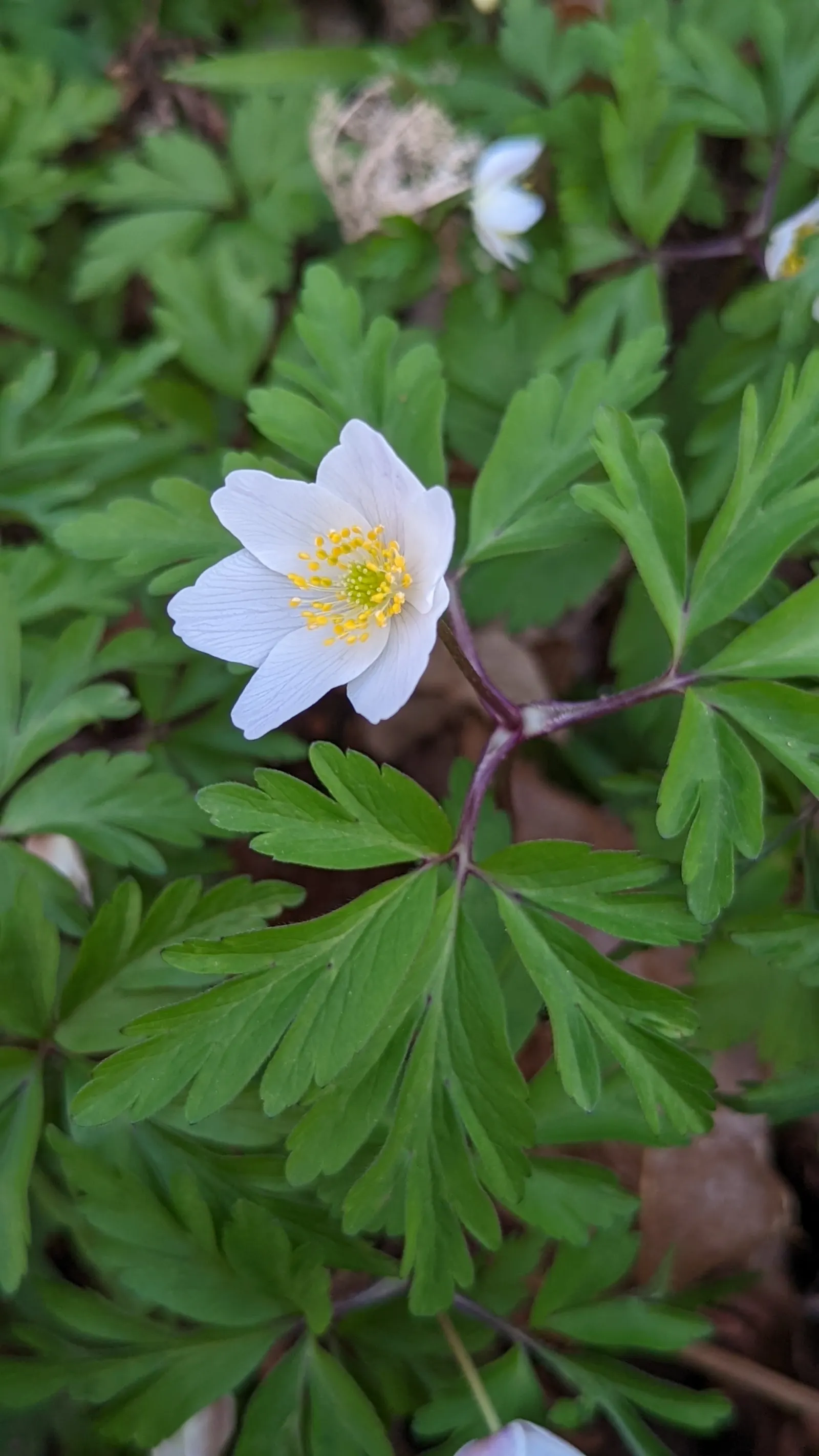 Wood Anemone (Anemone Nemorosa) — The plant exhibits deeply lobed leaves that create a lush, green carpet