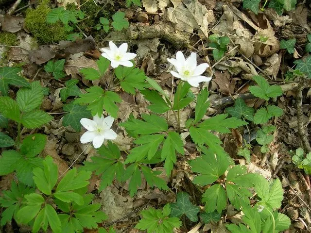Wood Anemone (Anemone Nemorosa) — humus-rich soil that emulates the leaf-litter found in its natural forest floor habitat; blue and pink and white, image 67
