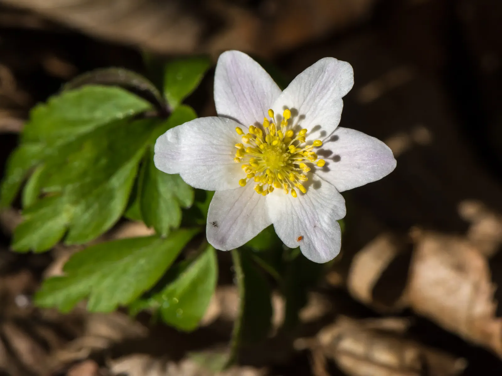 Wood Anemone (Anemone Nemorosa) — The plant exhibits deeply lobed leaves that create a lush, green carpet; part of the Ranunculaceae family, image 113