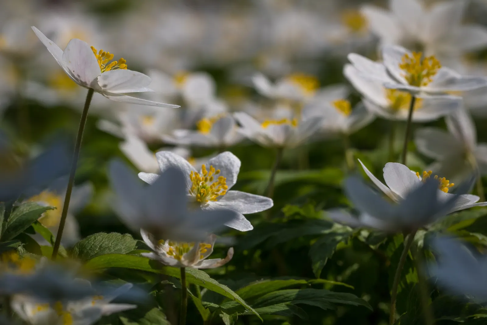 Wood Anemone (Anemone Nemorosa) — Part of the Ranunculaceae family; the Wood Anemone, or Anemone nemorosa, thrives in deciduous woodland settings