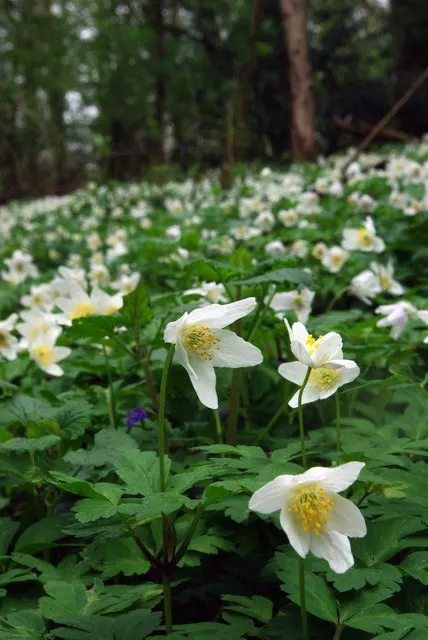 Wood Anemone (Anemone Nemorosa) — This perennial grows to about 4-8 inches in height, spreading via rhizomes to form a carpet of foliage; each, image 132