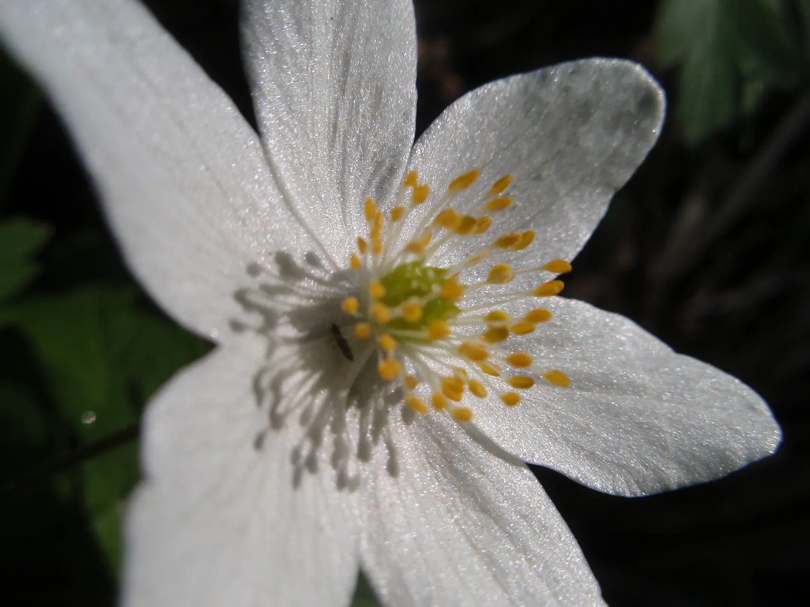 Wood Anemone (Anemone Nemorosa) — each presenting with six to seven white petals; retreating underground until the following spring, image 89