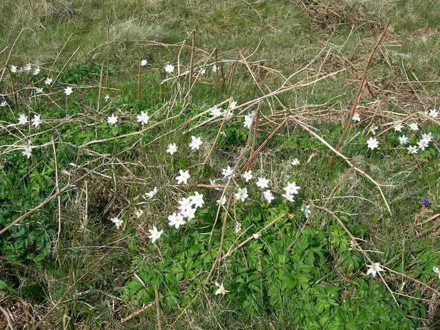 Wood Anemone (Anemone Nemorosa) — forming impressive drifts