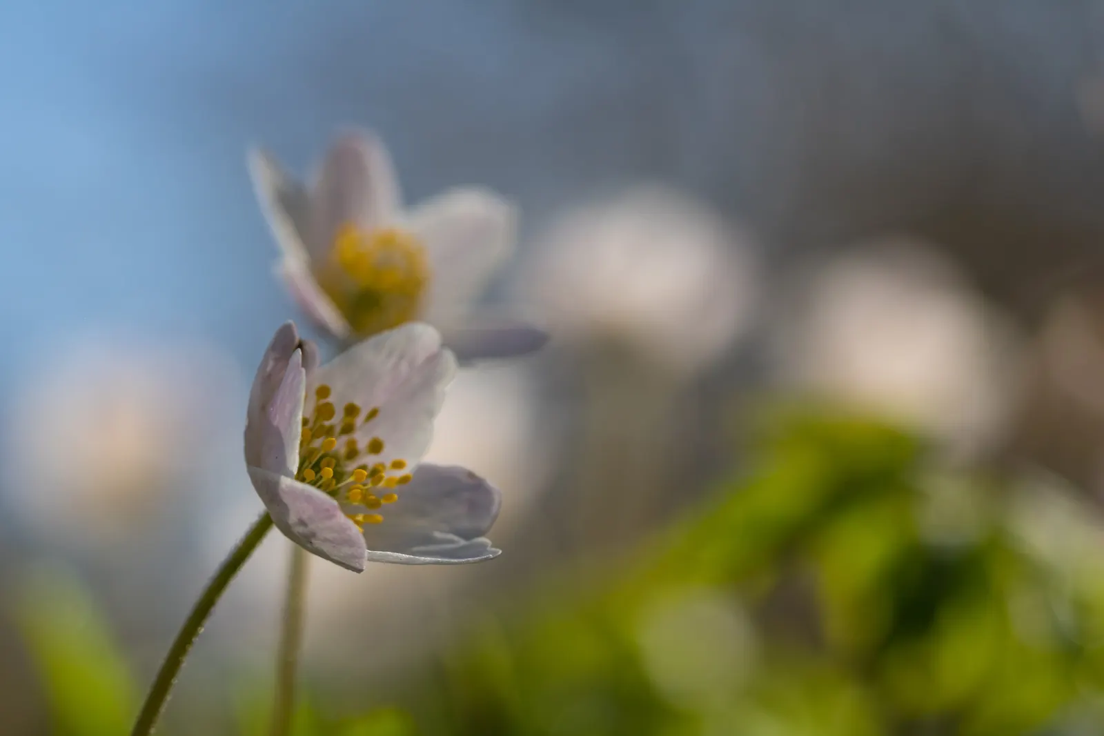 Wood Anemone (Anemone Nemorosa) — botanically known as Anemone nemorosa; surrounding a central cluster of yellow stamens.<br><br>Preferring dappled, image 110