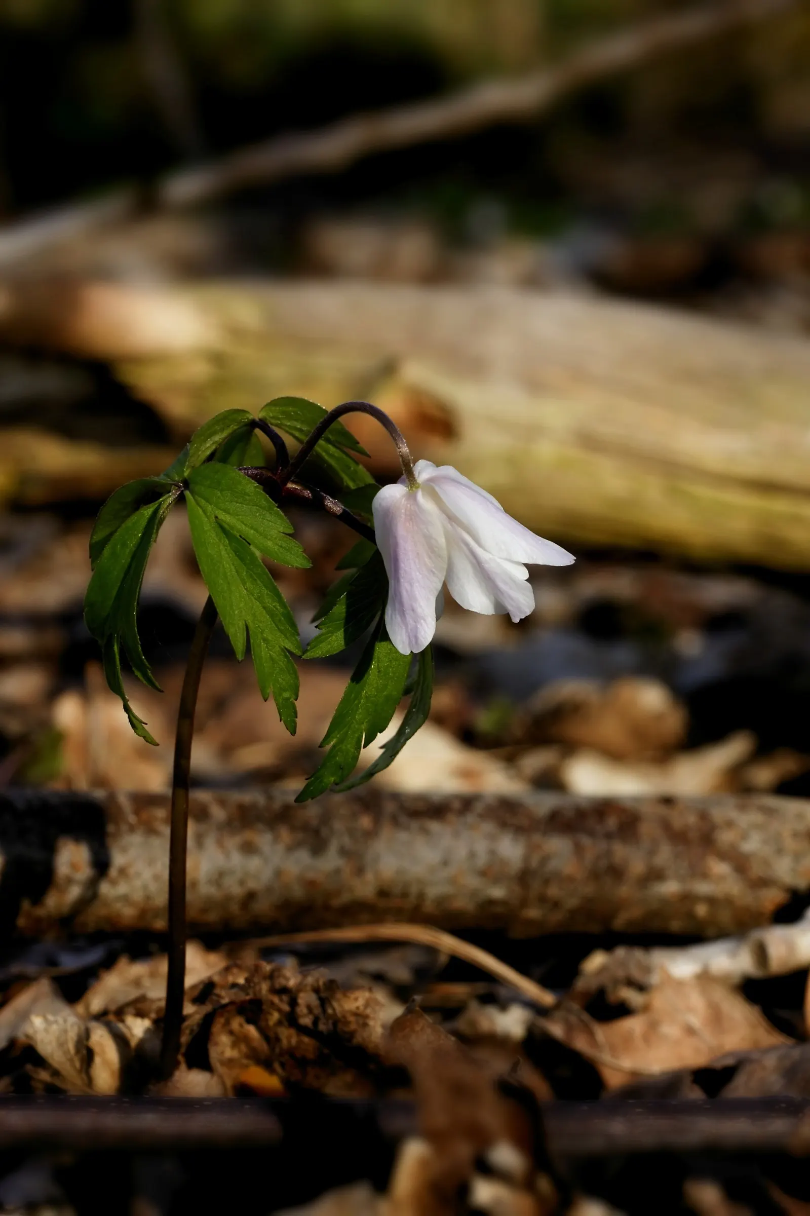 Wood Anemone (Anemone Nemorosa) — The ideal pH range for this plant is slightly acidic to neutral