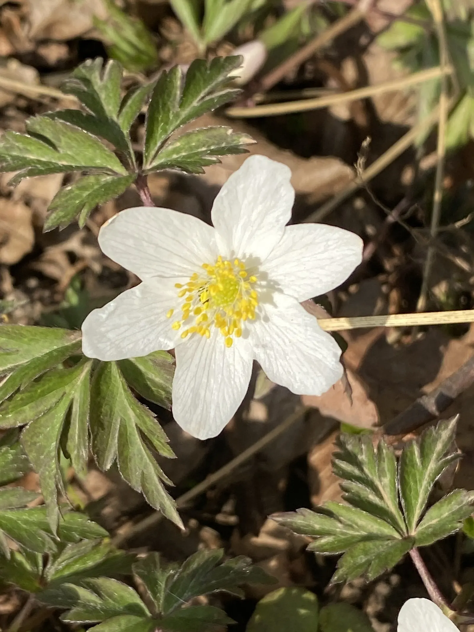 Wood Anemone (Anemone Nemorosa) — each presenting with six to seven white petals