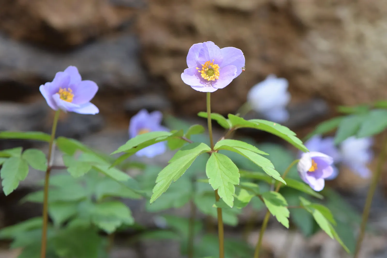 Wood Anemone (Anemone Nemorosa) — retreating underground until the following spring; the plant will go dormant, image 178