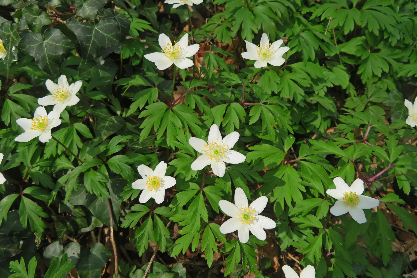 Wood Anemone (Anemone Nemorosa) — blue and pink and white flowers in the garden; the plant exhibits deeply lobed leaves that create a lush, green, image 128