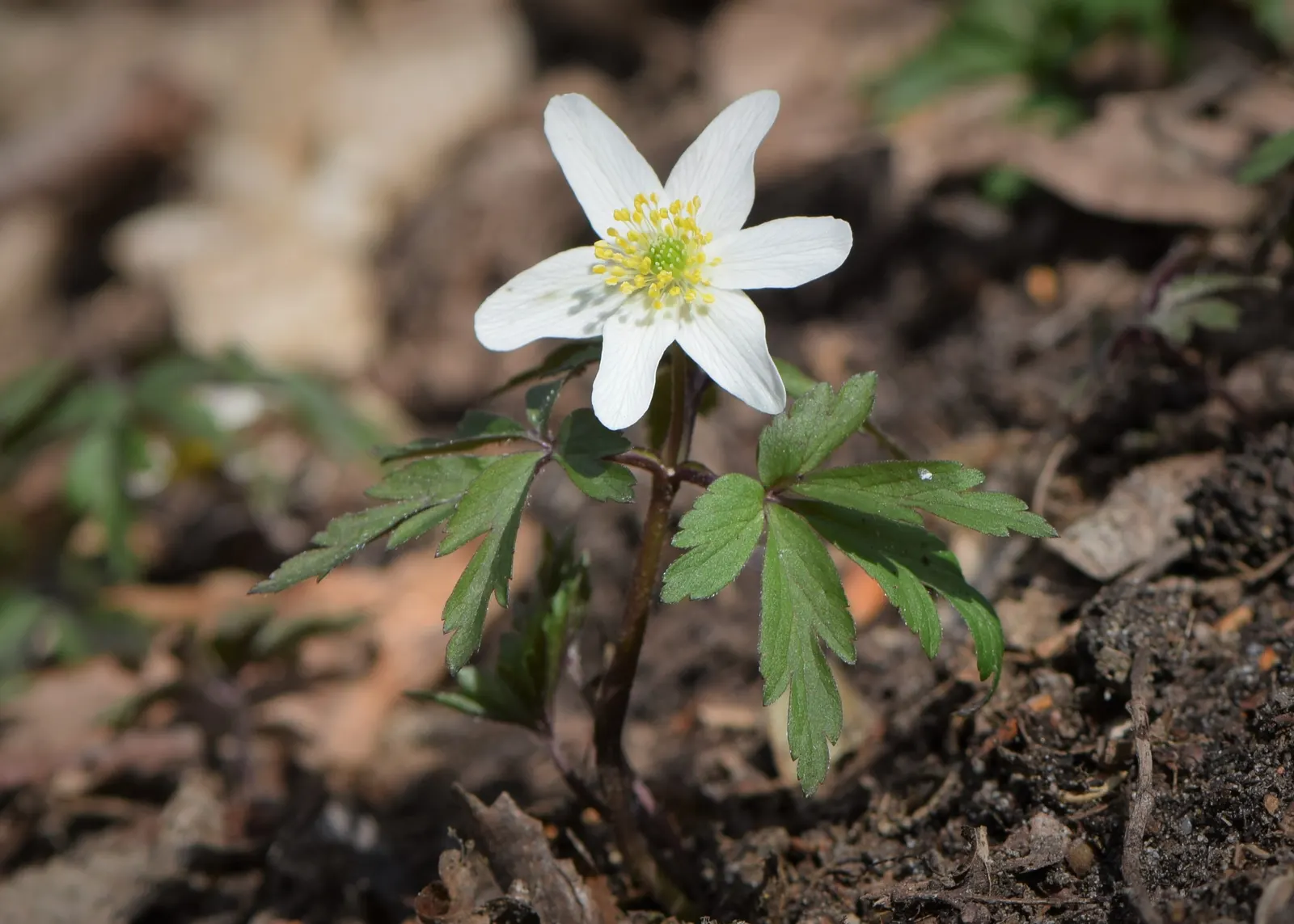Wood Anemone (Anemone Nemorosa) — blue and pink and white flowers in the garden; the plant exhibits deeply lobed leaves that create a lush, green, image 102