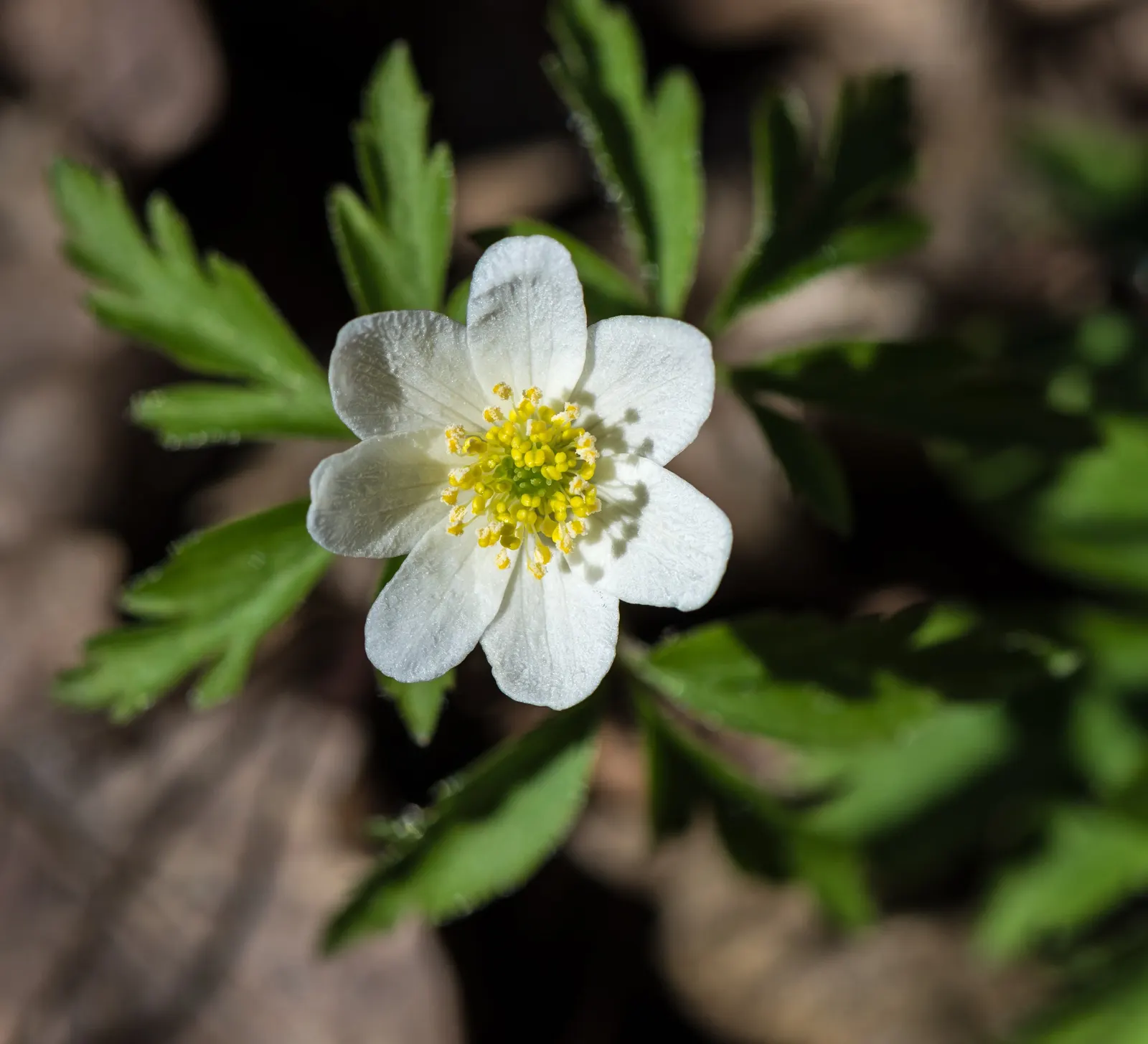 Wood Anemone (Anemone Nemorosa) — They partner beautifully with other shade-loving perennials such as ferns and hostas; is a captivating perennial, image 150