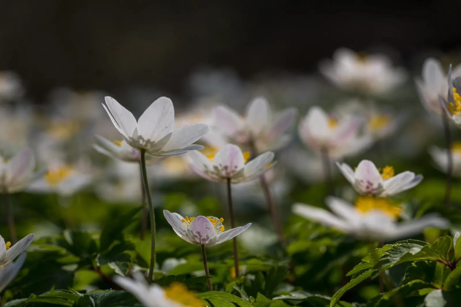 Wood Anemone (Anemone Nemorosa) — The Wood Anemone, or Anemone nemorosa, thrives in deciduous woodland settings; humus-rich soil and part to full, image 105