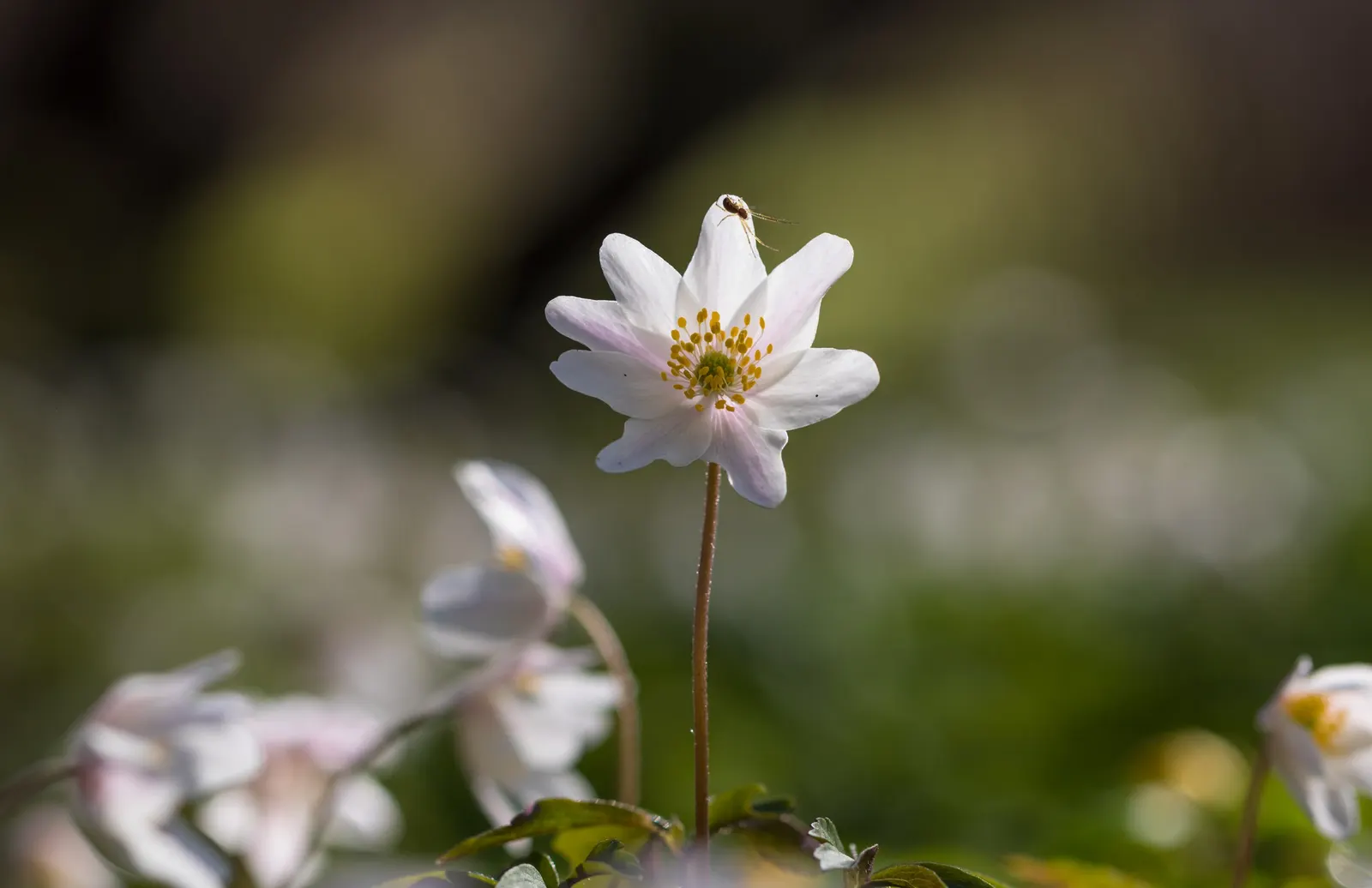 Wood Anemone (Anemone Nemorosa) — The ideal pH range for this plant is slightly acidic to neutral; making it ideal for naturalizing in shaded garden spots or