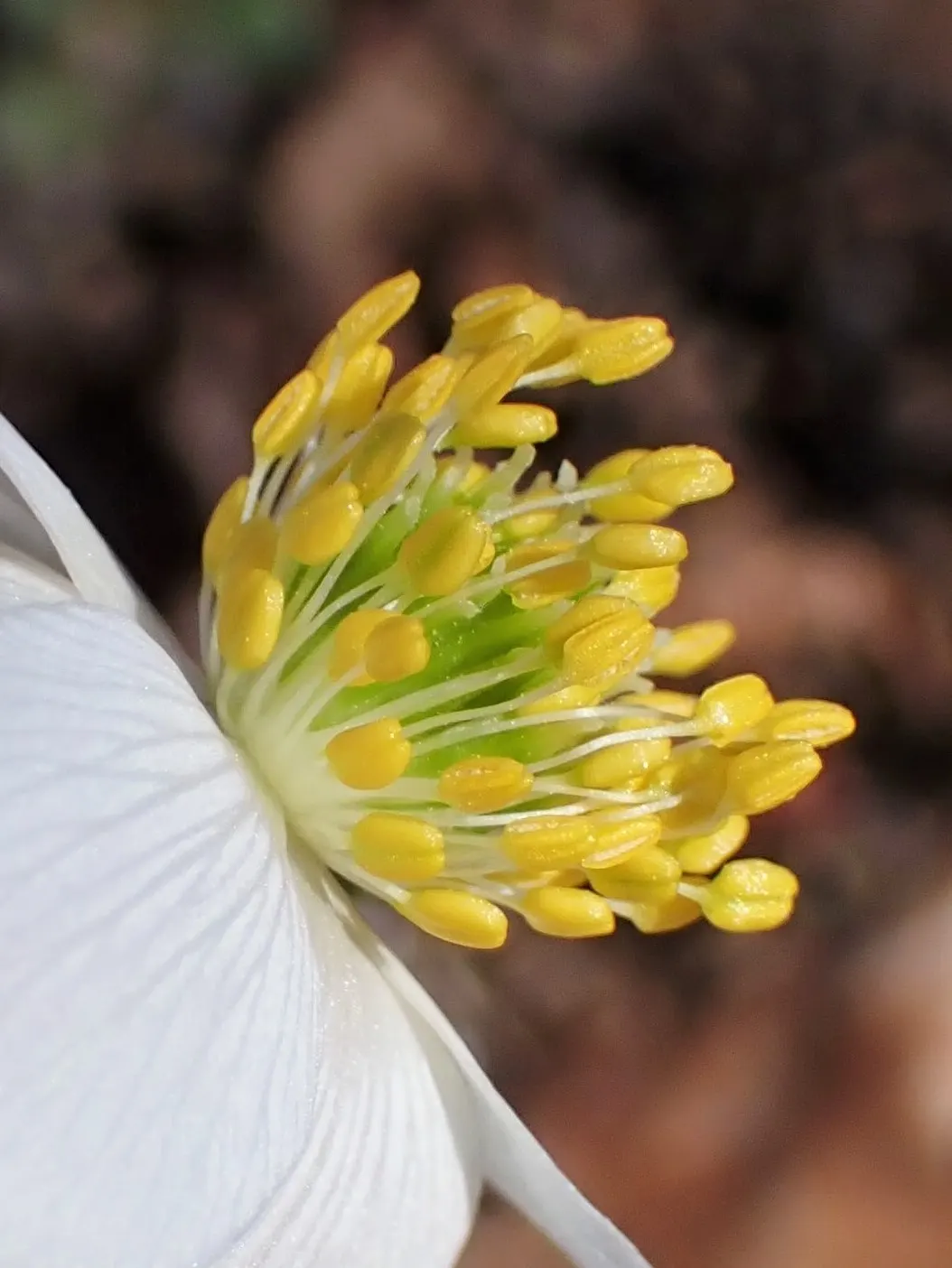 Wood Anemone (Anemone Nemorosa) — humus-rich soil and part to full shade; ground cover / perennial with blue and pink and white blooms, image 160