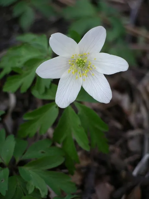 Wood Anemone (Anemone Nemorosa) — forming impressive drifts; ground cover / perennial for full or half or shade, image 97