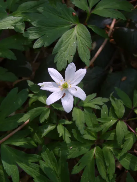 Wood Anemone (Anemone Nemorosa) — Anemone nemorosa requires well-draining; adequate moisture is essential during growth periods, image 118