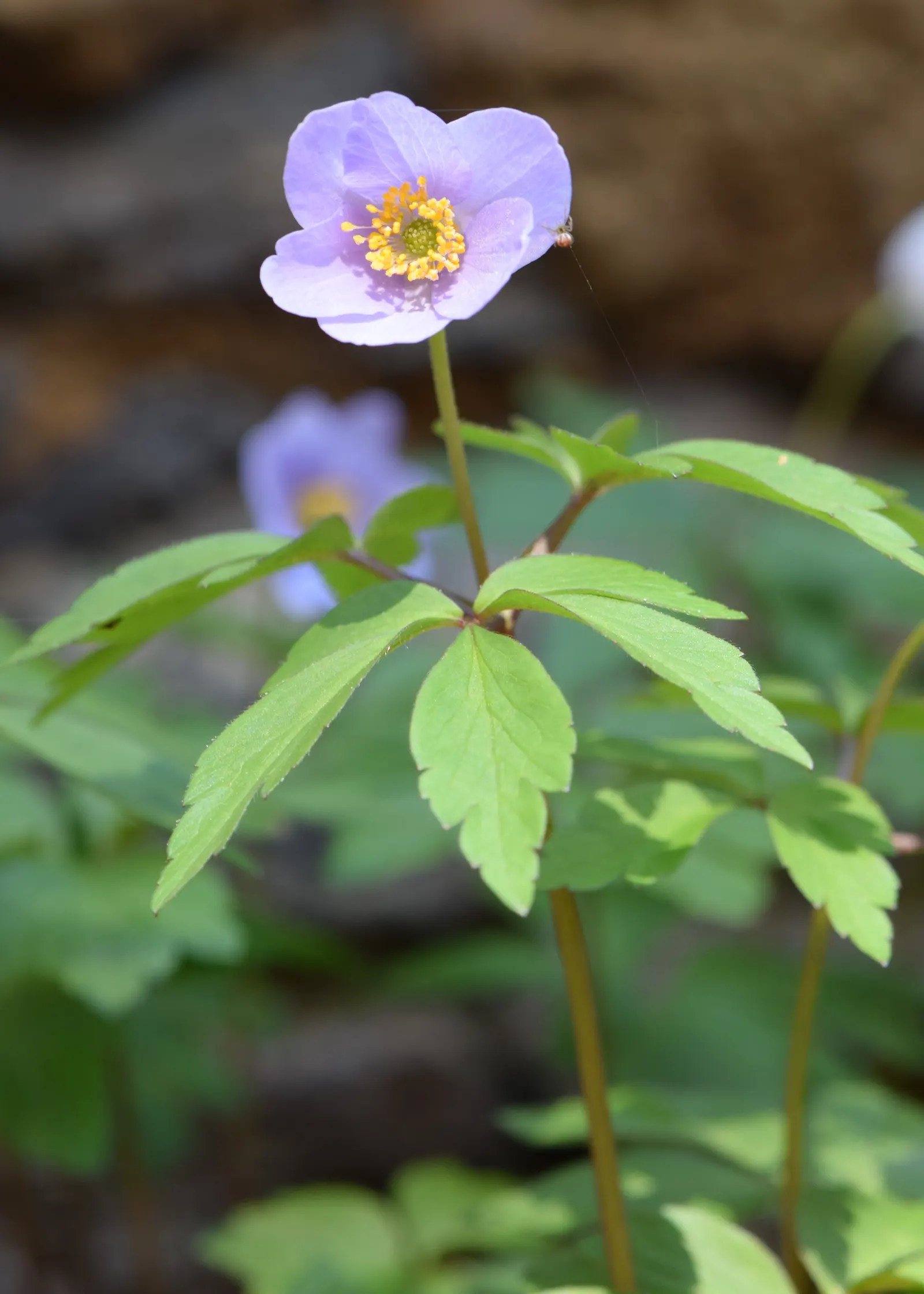 Wood Anemone (Anemone Nemorosa) — making it ideal for naturalizing in shaded garden spots or underplanting beneath trees; botanically known as, image 161