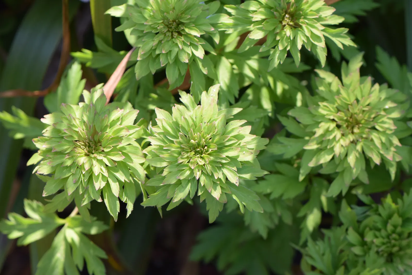 Wood Anemone (Anemone Nemorosa) — making it ideal for naturalizing in shaded garden spots or underplanting beneath trees; botanically known as, image 57