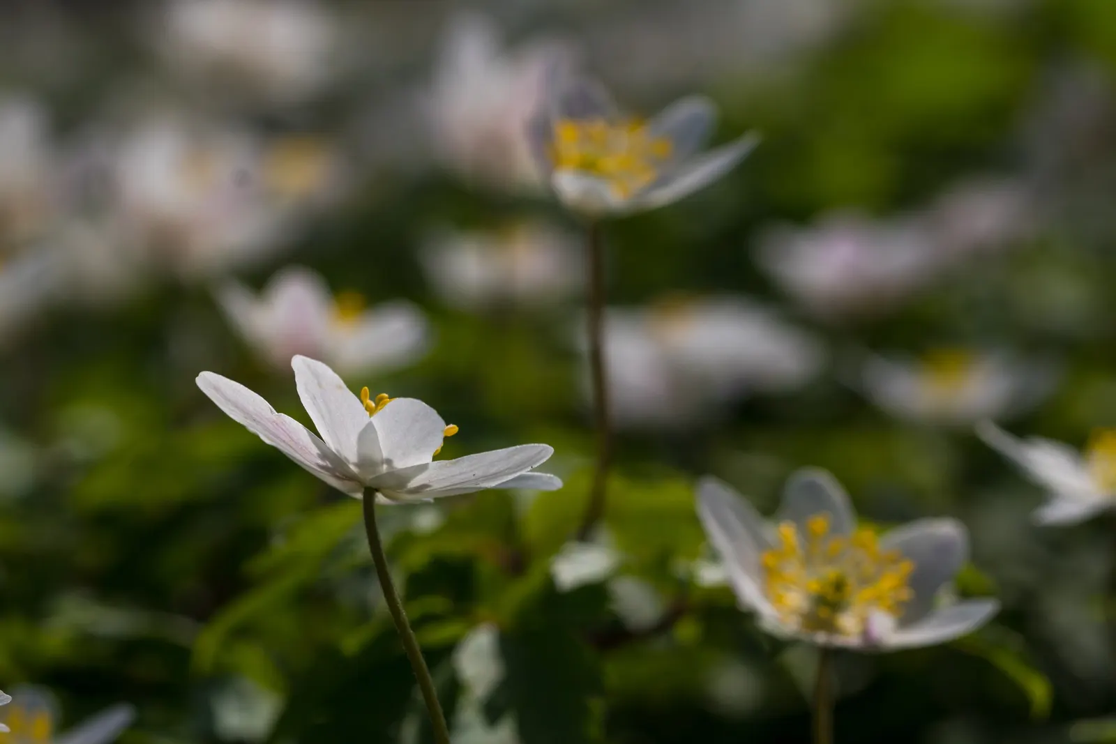 Wood Anemone (Anemone Nemorosa) — The plant exhibits deeply lobed leaves that create a lush, green carpet; part of the Ranunculaceae family, image 61