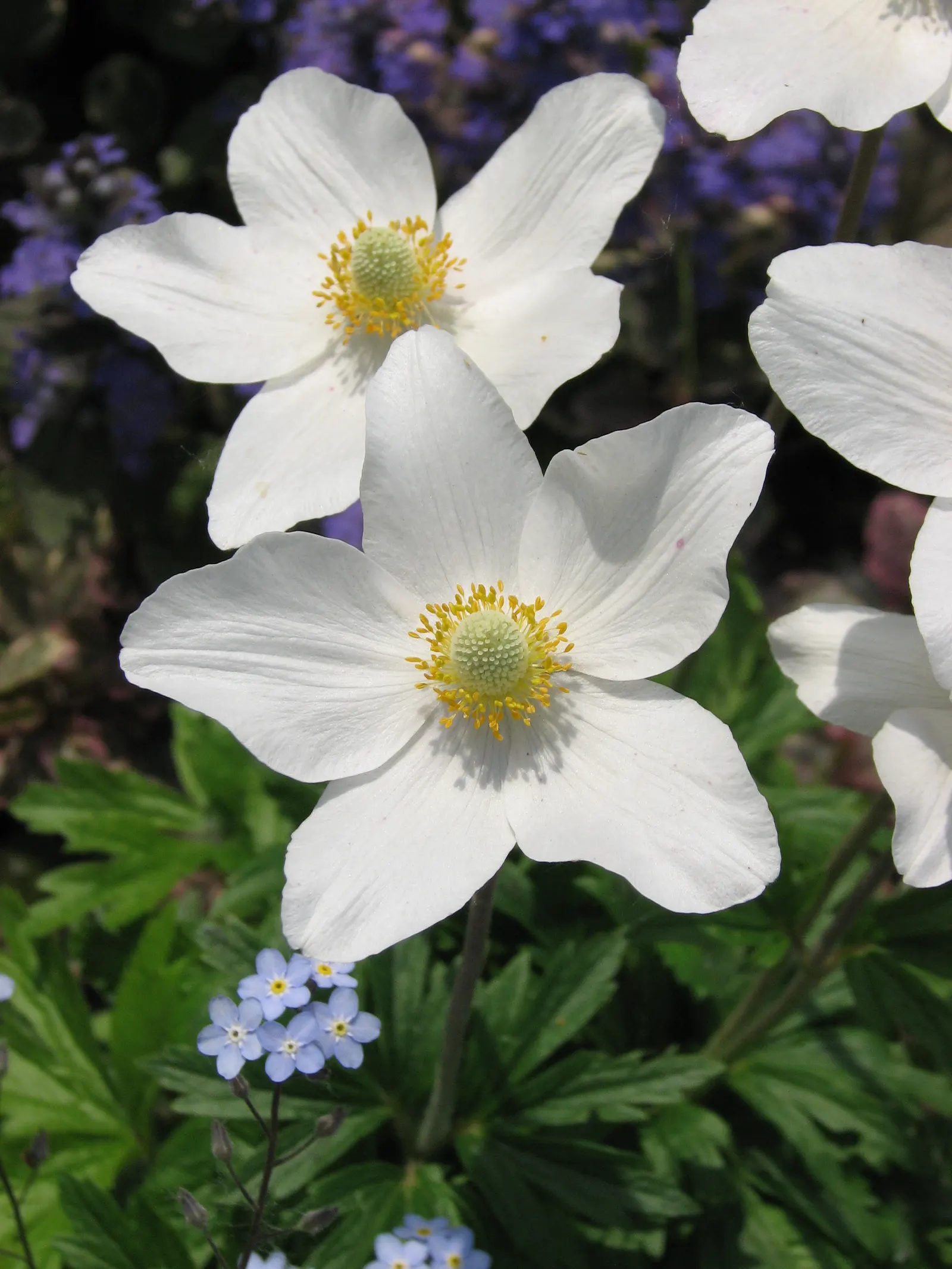 Wood Anemone (Anemone Nemorosa) — each presenting with six to seven white petals; retreating underground until the following spring, image 63