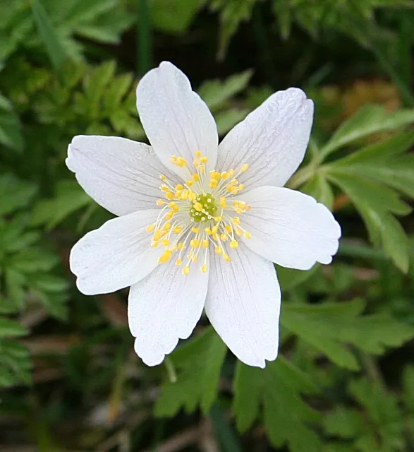 Wood Anemone (Anemone Nemorosa) — This perennial grows to about 4-8 inches in height, spreading via rhizomes to form a carpet of foliage; each presenting with