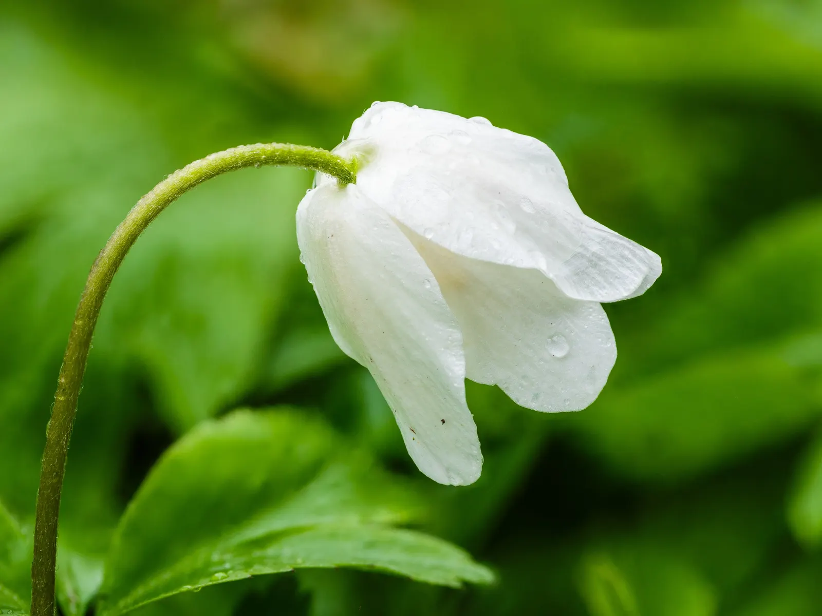 Wood Anemone (Anemone Nemorosa) — Anemone nemorosa requires well-draining; adequate moisture is essential during growth periods, image 66