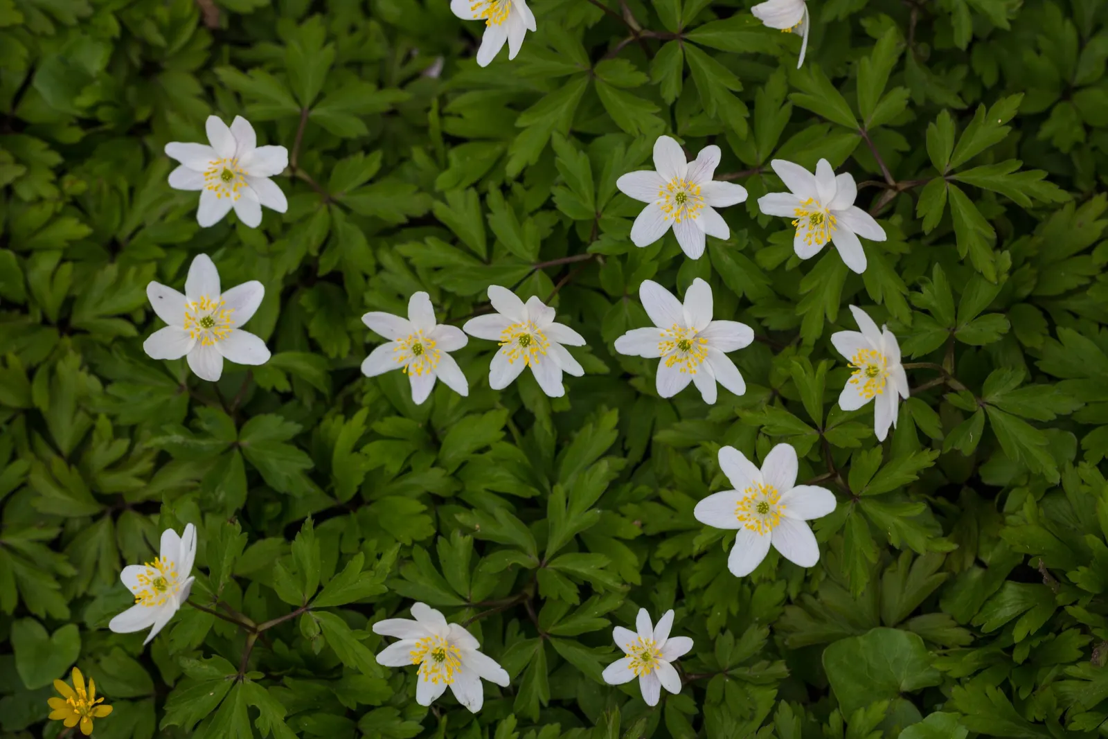 Wood Anemone (Anemone Nemorosa) — expect a flush of starry blooms; humus-rich soil that emulates the leaf-litter found in its natural forest floor, image 166