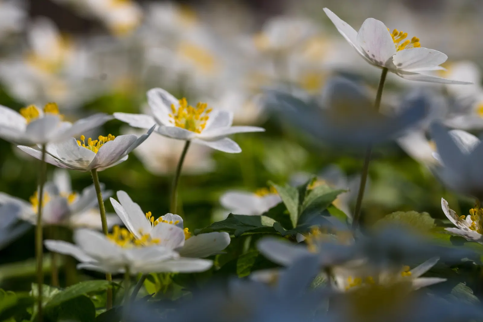 Wood Anemone (Anemone Nemorosa) — They partner beautifully with other shade-loving perennials such as ferns and hostas; is a captivating perennial, image 72