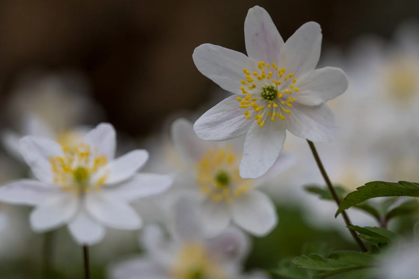 Wood Anemone (Anemone Nemorosa) — The ideal pH range for this plant is slightly acidic to neutral; making it ideal for naturalizing in shaded, image 68