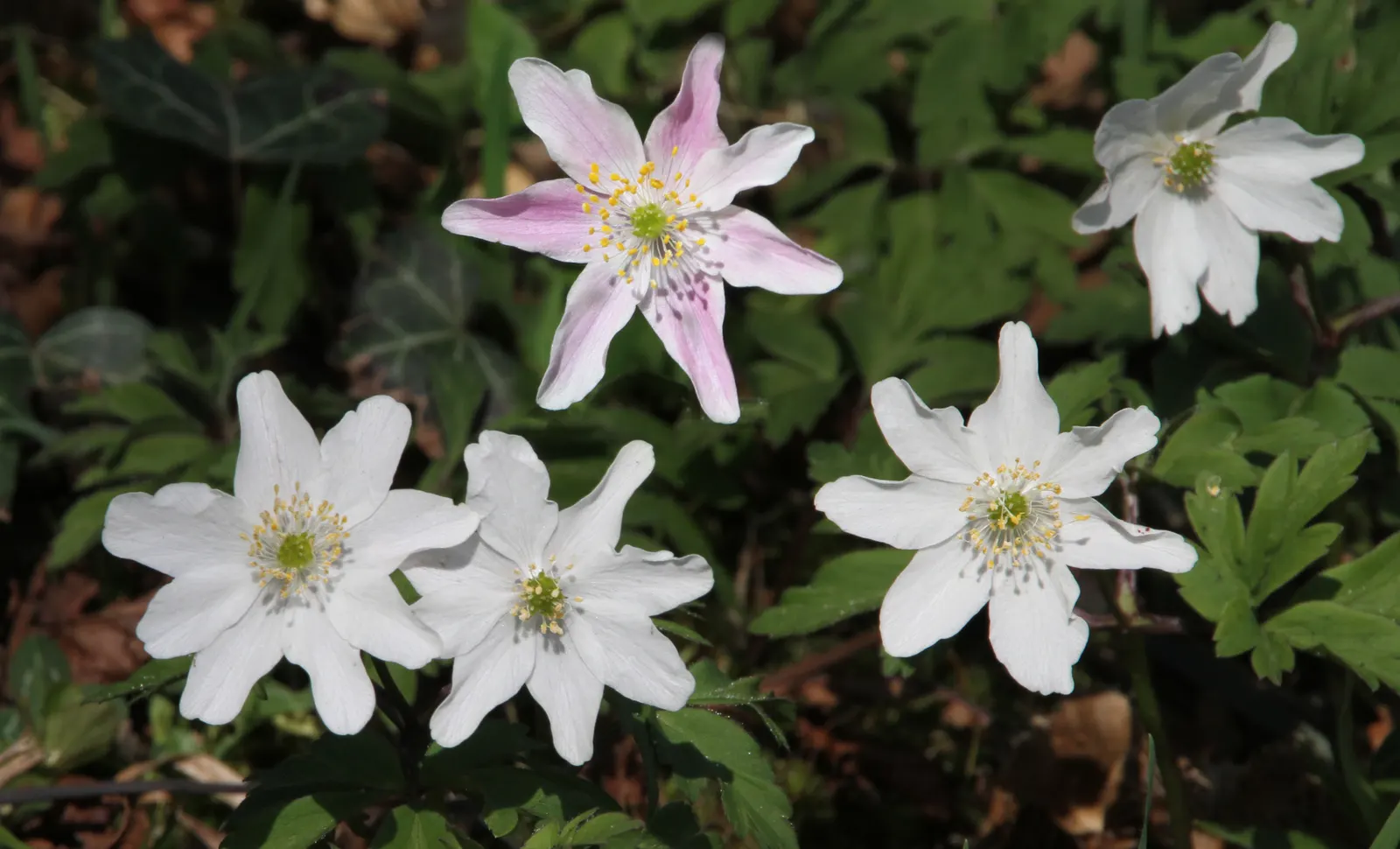 Wood Anemone (Anemone Nemorosa) — They partner beautifully with other shade-loving perennials such as ferns and hostas