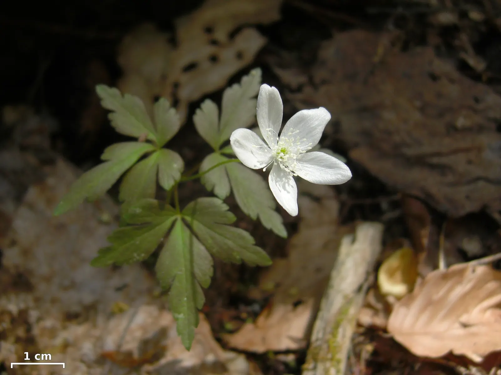 Wood Anemone (Anemone Nemorosa) — often with a hint of blue or pink on the reverse; in early spring, its delicate white flowers, which may have a, image 64