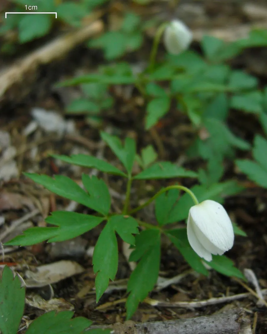 Wood Anemone (Anemone Nemorosa) — In early spring, its delicate white flowers, which may have a slight pink tint, typically span 1 inch across, image 55