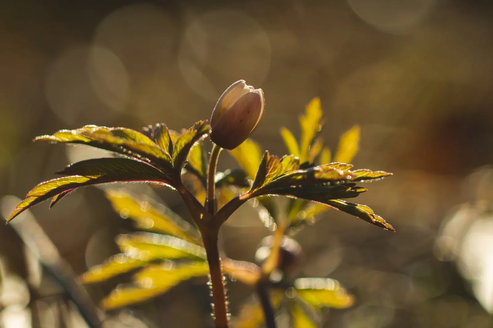 Wood Anemone (Anemone Nemorosa) — They partner beautifully with other shade-loving perennials such as ferns and hostas; is a captivating perennial that brings