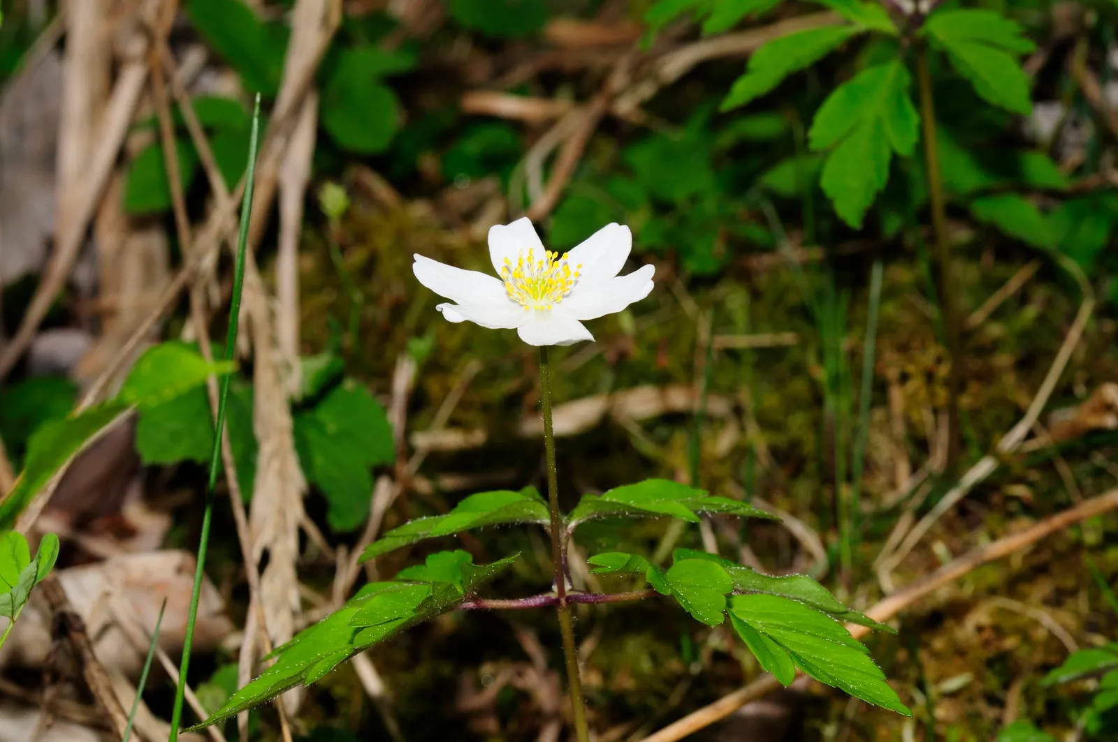 Wood Anemone (Anemone Nemorosa) — ground cover / perennial with blue and pink and white blooms; the ideal pH range for this plant is slightly, image 129